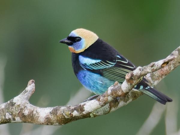 <h3><a href="/trips/costa-rica/biota/animalia/chordata/aves/040 passeriformes/127 thraupidae/tangara larvata/tangara larvata-nl.html">Tangara&nbsp;larvata</a> / Golden‑hooded&nbsp;tanager / Purpermaskertangare</h3>OM-1 met M.300mm F4.0 + MC-14, 1/800 sec  bij F5.6, ISO 2500, afstand 31&nbsp;m